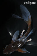 7.5" OCHIBA SHIGURE BUTTERFLY