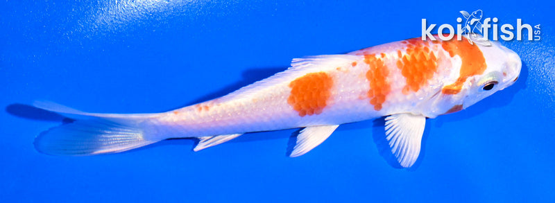 5" HARIWAKE