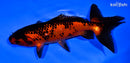 5.75" WAKIN GOLDFISH