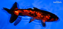5.75" WAKIN GOLDFISH