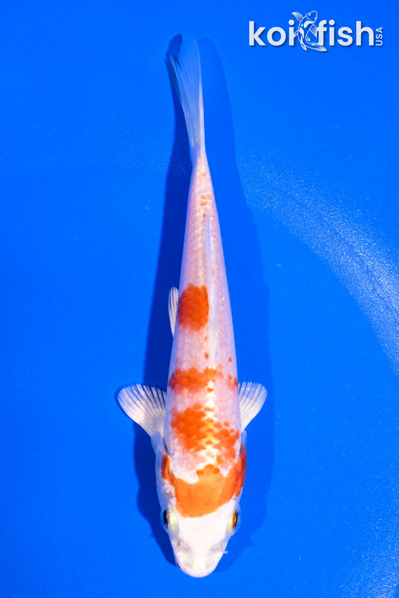 5" HARIWAKE