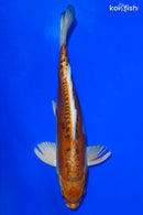 13.75" DOITSU KUJAKU