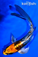 6.5" GINRIN BENI KIKOKURYU BUTTERFLY