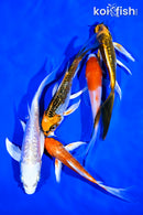 PACK OF (5) 5-8" IMPERFECT BUTTERFLY KOI