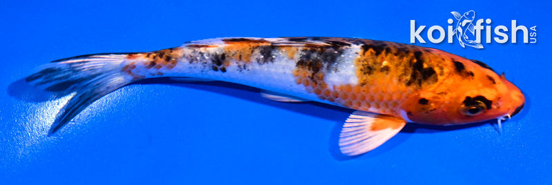5.5" YAMATO NISHIKI