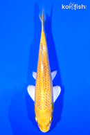 6.75" YAMABUKI OGON