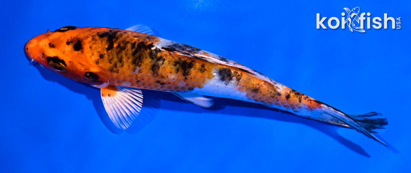 5.5" YAMATO NISHIKI