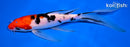 7.5" SANKE BUTTERFLY