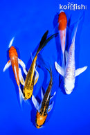 PACK OF (5) 5-8" IMPERFECT BUTTERFLY KOI