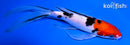 7.5" SANKE BUTTERFLY