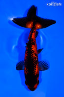 5.75" WAKIN GOLDFISH