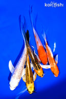 PACK OF (5) 5-8" IMPERFECT BUTTERFLY KOI