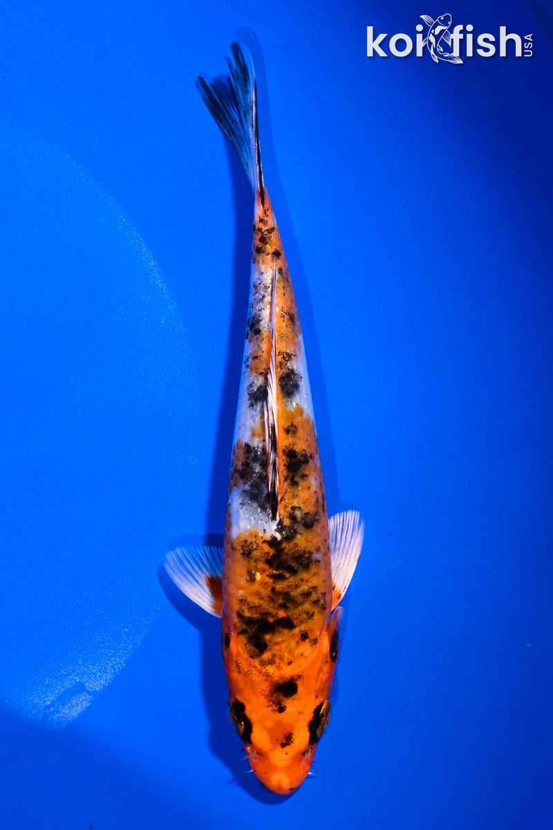 5.5" YAMATO NISHIKI
