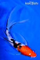 7.5" SANKE BUTTERFLY