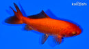 4.5" WAKIN GOLDFISH