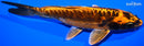 6.75" BENI KIKOKURYU