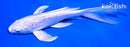 6.5" GINRIN PLATINUM OGON BUTTERFLY