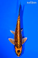 6.75" BENI KIKOKURYU
