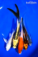 PACK OF (5) 5-8" IMPERFECT BUTTERFLY KOI