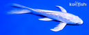 6.5" GINRIN PLATINUM OGON BUTTERFLY