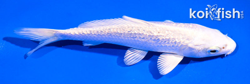 5" GINRIN PLATINUM OGON