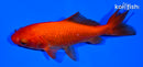 4.5" WAKIN GOLDFISH