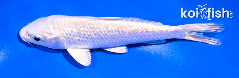 5" GINRIN PLATINUM OGON