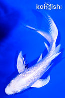 6.5" GINRIN PLATINUM OGON BUTTERFLY