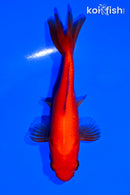 4.5" WAKIN GOLDFISH