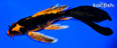 7" DOITSU ORENJI MATSUBA BUTTERFLY
