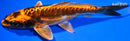 6.75" BENI KIKOKURYU
