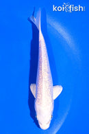 5" GINRIN PLATINUM OGON