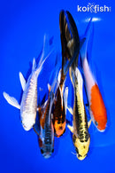 PACK OF (5) 5-8" IMPERFECT BUTTERFLY KOI