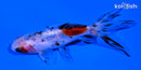 4" CALICO WATONAI GOLDFISH