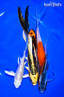 PACK OF (5) 5-8" IMPERFECT BUTTERFLY KOI