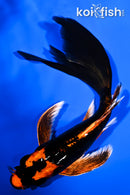 7" DOITSU ORENJI MATSUBA BUTTERFLY