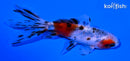 4" CALICO WATONAI GOLDFISH