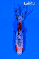 4" CALICO WATONAI GOLDFISH