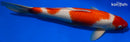 15" YONDAN KOHAKU