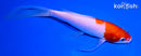 7.5" KOHAKU BUTTERFLY
