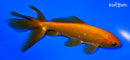 5.25" WAKIN GOLDFISH