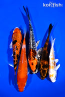 PACK OF (5) 5-6" IMPERFECT STANDARD KOI