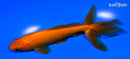 5.25" WAKIN GOLDFISH