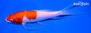 7.5" KOHAKU BUTTERFLY
