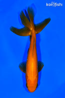 5.25" WAKIN GOLDFISH