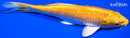 7" YAMABUKI OGON