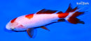 5" WAKIN GOLDFISH