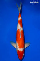 15" YONDAN KOHAKU