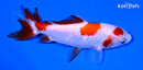 5" WAKIN GOLDFISH