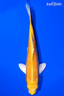 7" YAMABUKI OGON